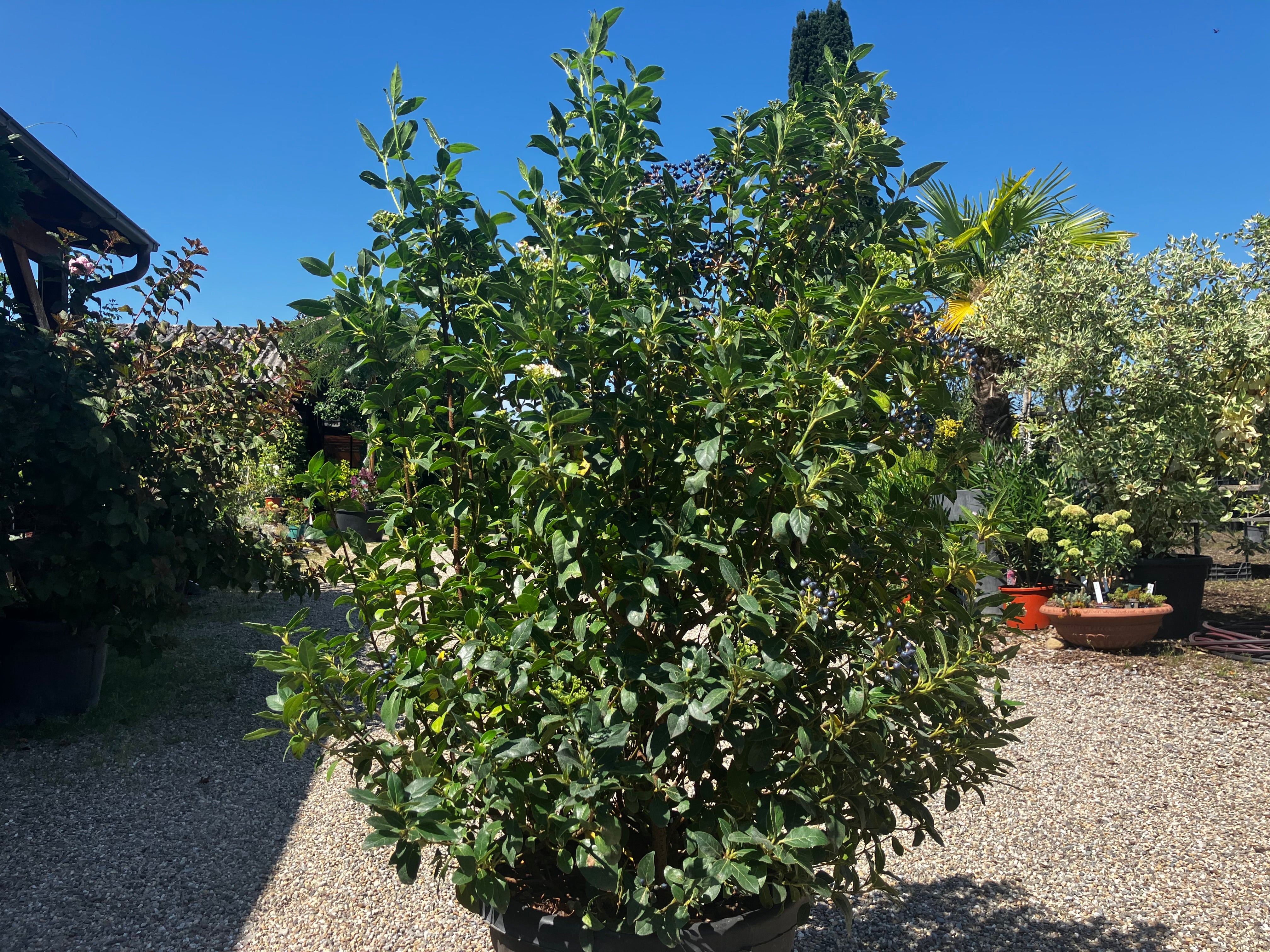 Lorbeer-Schneeball 'Eve Price' / Viburnum tinus 'Eve Price'